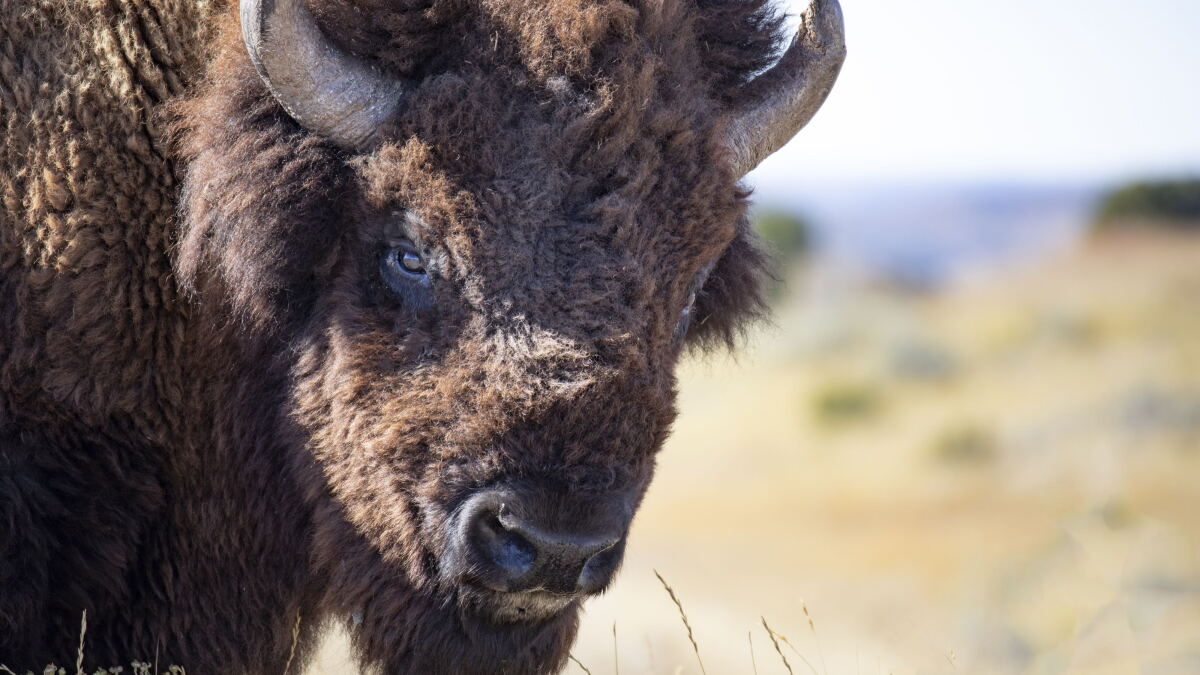 Ken Burns on His Latest Documentary 'The American Buffalo' - Vimarsana News