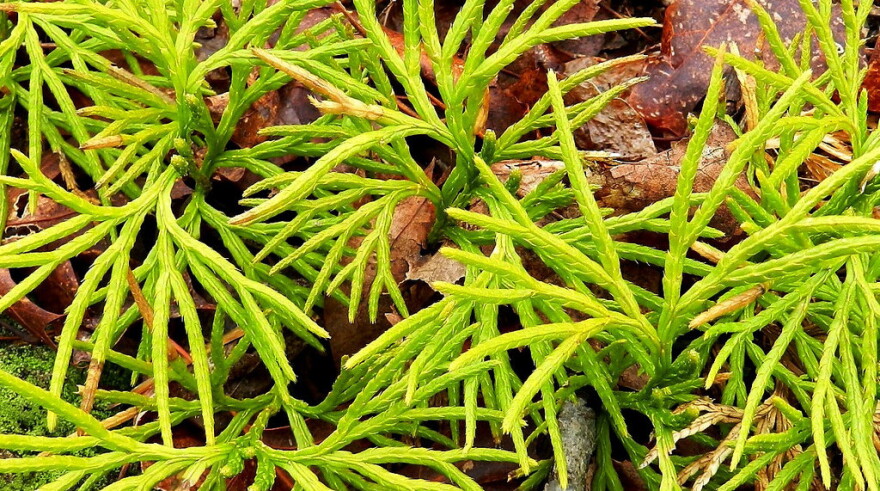 Ground Cedar.