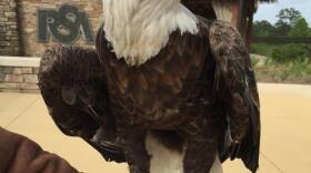 Southeastern Raptor Center