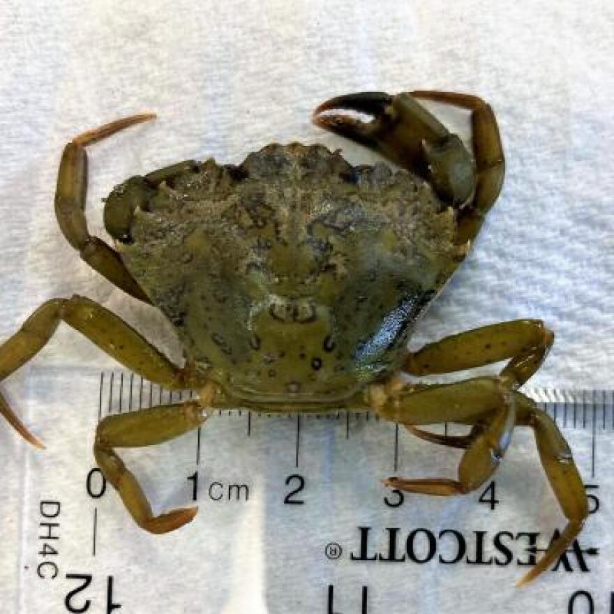 Invasive Green Crab.