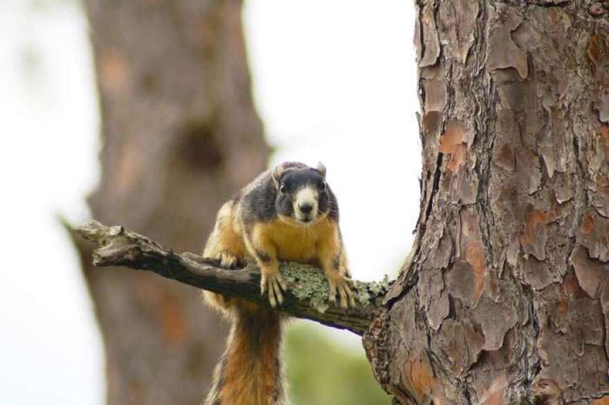 Southern fox squirrel