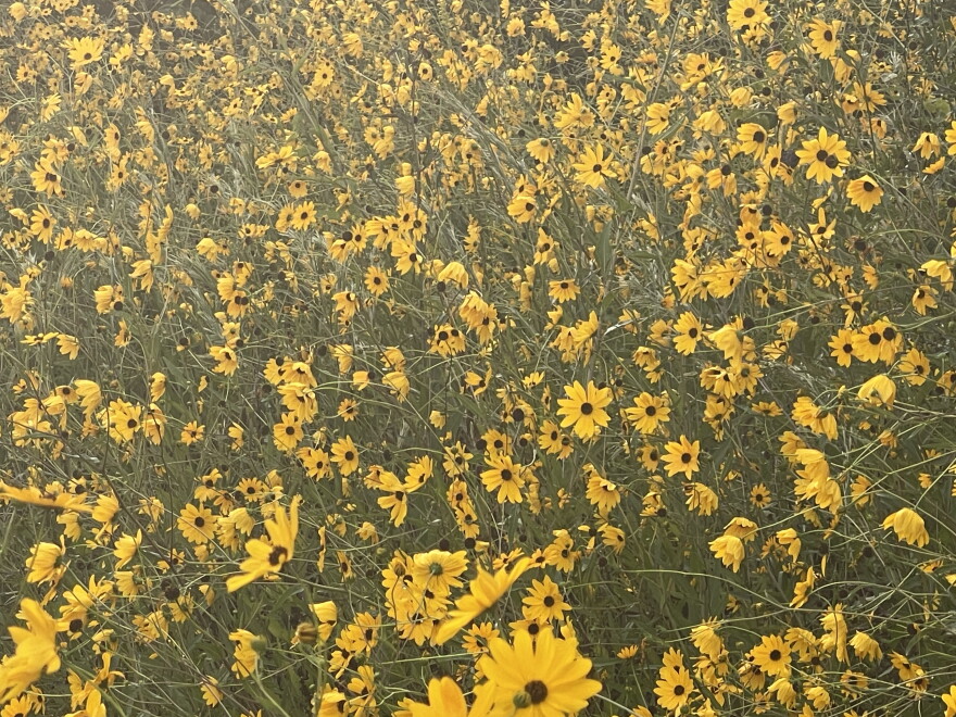 The Pepper Ranch Preserve in Pepper Ranch Preserve in Immokalee annually experiences a native sunflower bloom. Reservations for viewing the 2026 annual bloom event of native Southeastern sunflowers is available at  https://tinyurl.com/PepperRanchSunflowers.