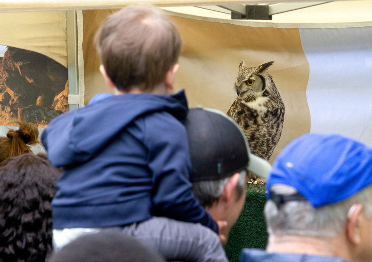 A child sitting on their parent's shoulders looking at an owl perched in front of a tan banner.