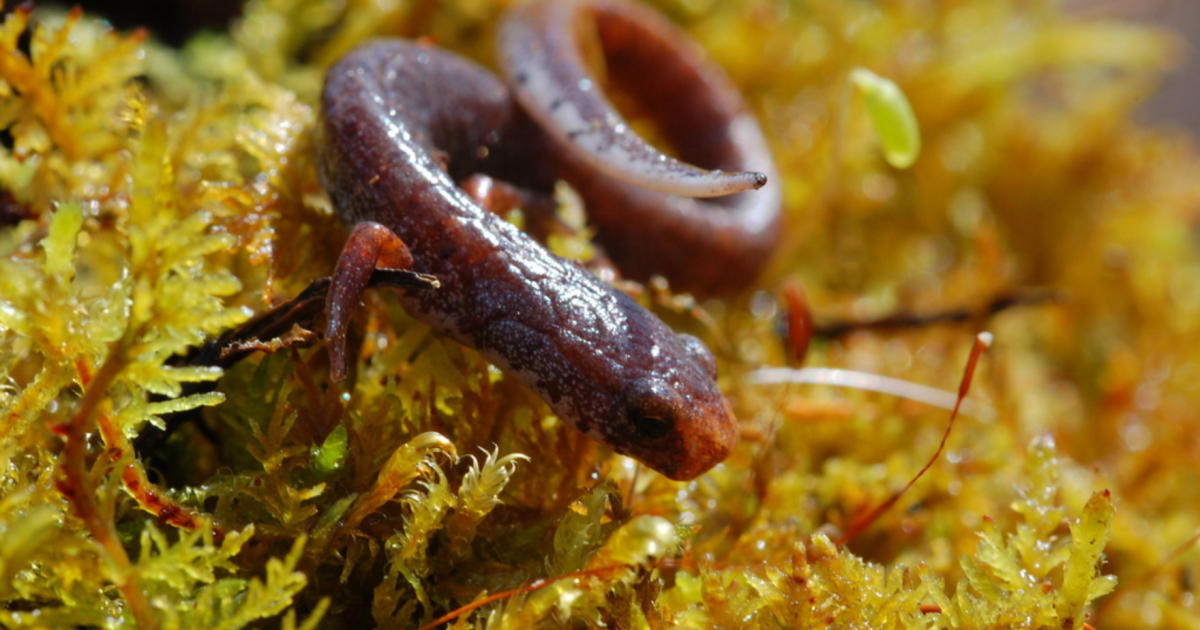 John Latimer joins a hunt for the four-toed salamander