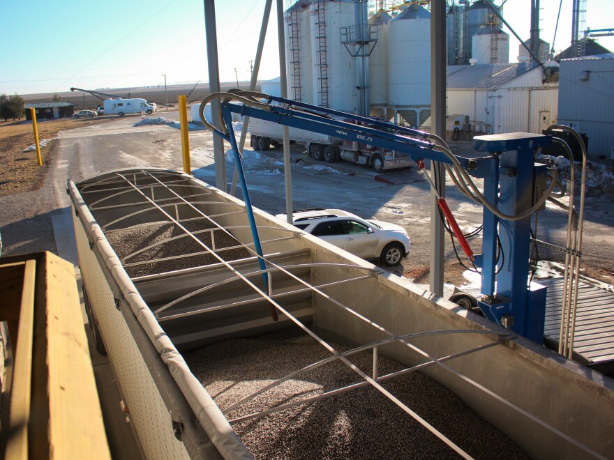 A robotic arm at Clarkson Grain takes a sample of blue corn to be tested for GMOs.