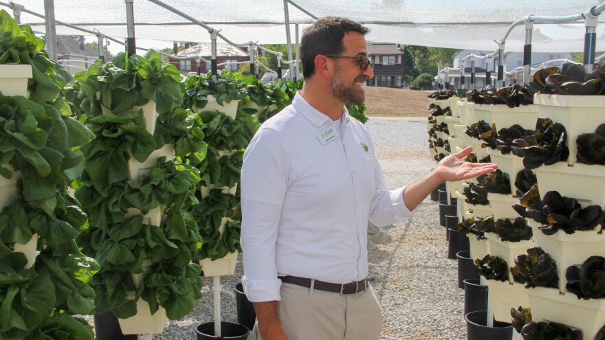 A man gestures to rows of lettuce growing in stacked containers in an open greenhouse.