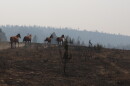Horses running through charred landscape. 