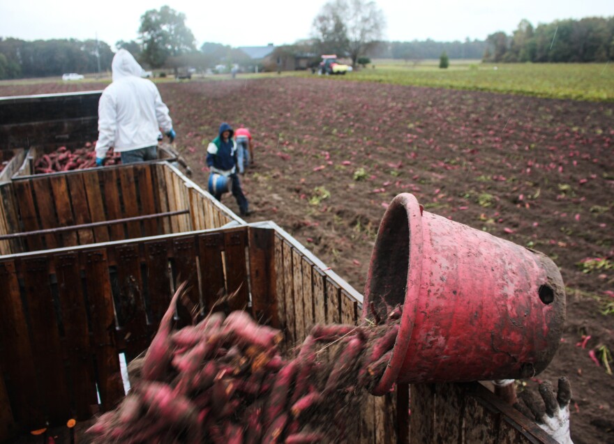 Buckets of sweet potatoes go into bins on a flatbed truck.