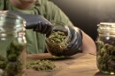 Cannabis buds in a glass jar 