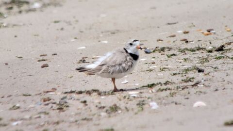 A piping plover which will be one of the species protected by the closure at The Point at Cape Henlopen State Park.