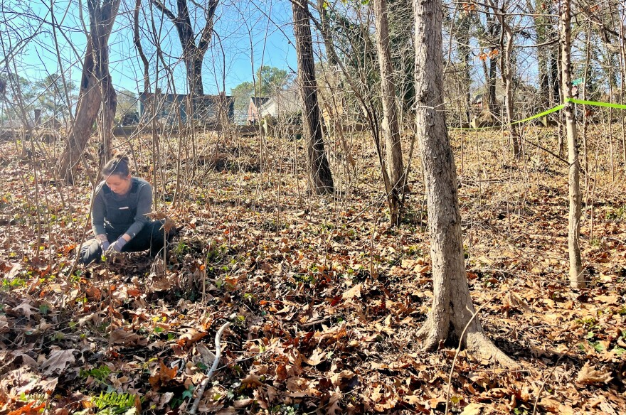 Cat McGuigan pulling ivy during a group workday on the Buttermilk Trail in Richmond.