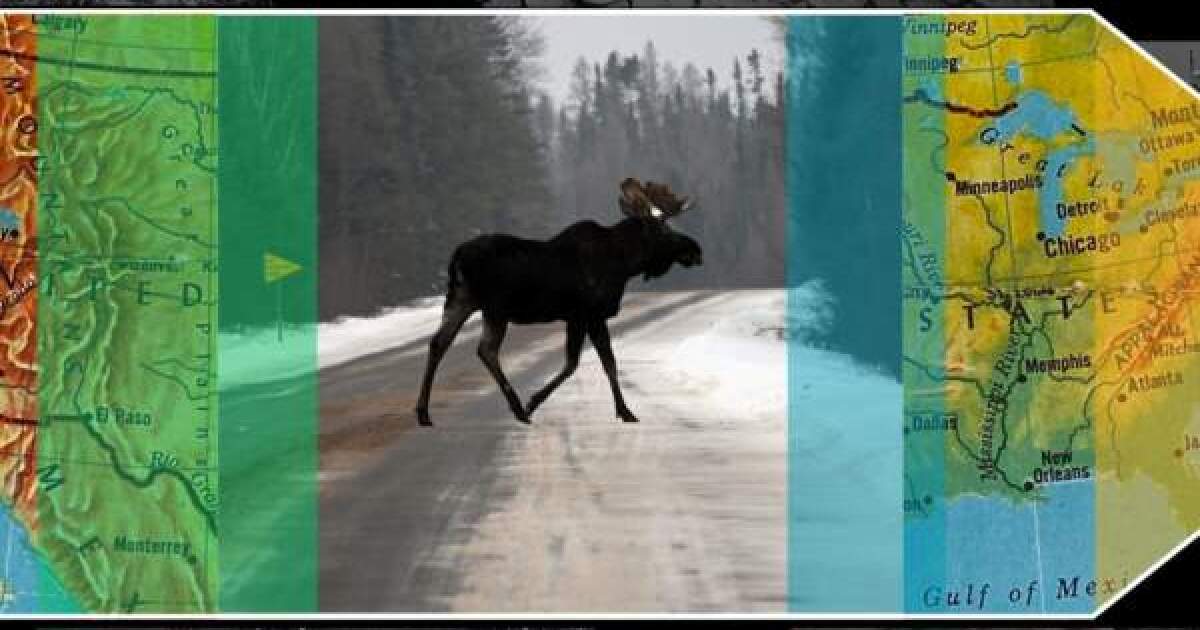 Empowering Future Generations: Your Guide to Protecting Minnesota Moose from Climate Change