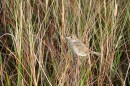  An endangered Cape Sable seaside sparrow in Everglades National Park in 2005.