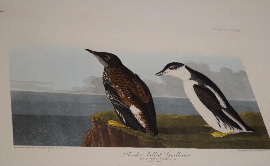 Print of the Slender-billed Guillemot.