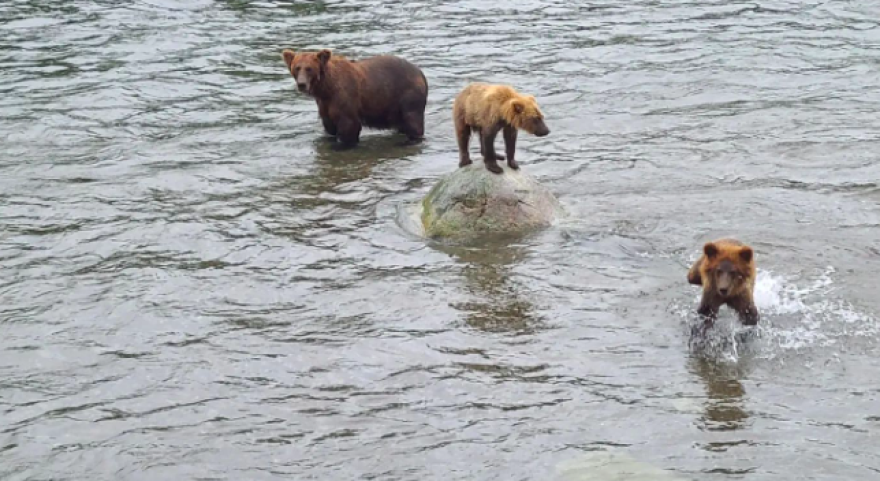One of the oldest – and most beloved – bears at Katmai National Park finally returns to Brooks Falls - Alaska Public Media