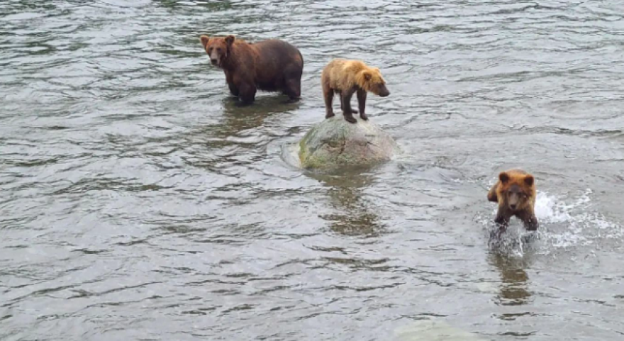 A mother bear fishes while two cubs play nearby