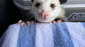 After a short stay at the Wildlife Center of Virginia, this young possum is back in the wild