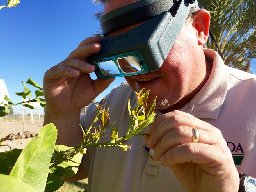 Bobby Baker, a technician with the U.S. Department of Agriculture, looks for the Asian citrus psyllid on a lemon tree in Yuma County, Ariz.