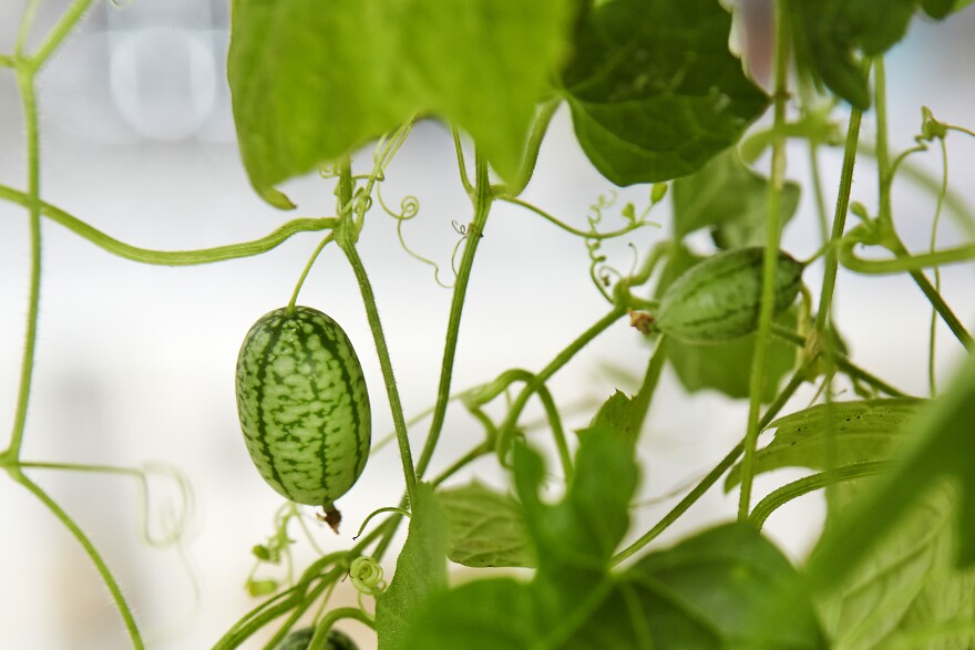 Cucamelon fruit growing in hanging basket