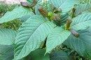 Mitragyna speciosa, or kratom, is a plant native to Southeast Asia and a botanical cousin of the coffee plant. Kratom leaves have a long history of traditional use as a stimulant and analgesic in that part of the world, but it has gained increasing popularity in the U.S. in recent decades.
