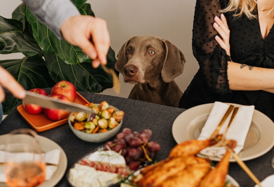 Certain Thanksgiving foods can be harmful to pets, according to the American Kennel Club.