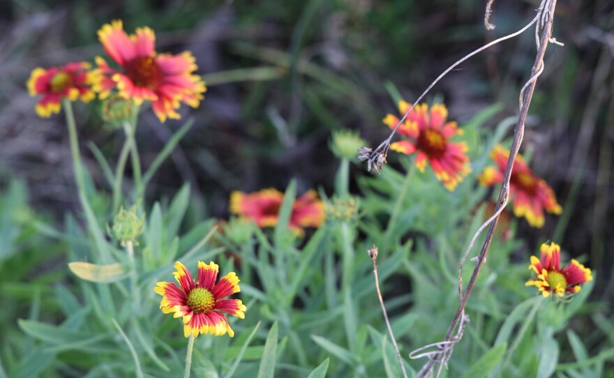 Chris Alonso's mother Kena had a disease that slowly took everything from her. Her muscles. Her voice. Her thirty years of working the land beside her son, who is a landscape architect. She asked them to put her in the ground. Chris and his wife Lauren Robie created Hope Eternal Gardens in Punta Gorda. A natural burial option where the land can then be kept as a memorial plot for flowers and trees to grow. What people decide about their end of life arrangements can say *everything* about how they lived. We met with three families who chose a *different* kind of goodbye. One by land, one by water and another just under the skin.