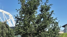 The Robin Hood Oak at the SUNY College of Environmental Science and Forestry in Syracuse.
