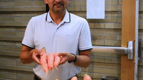 Resham Thapa, an associate research professional in the Center for Carbon Capture and Conversion at the University of Wyoming School of Energy Resources, holds up some of the carrots grown with coal char in the soil.