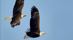 Two eagles flying