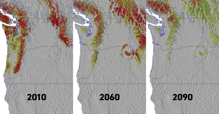 Current and predicted distributions of Western red cedars are shown here under a high-warming climate change scenario. Red indicates the highest degree of viability. Yellow indicates less viability. Under future climate change, Pacific Northwest summers are expected to receive less precipitation than they have historically even while the region’s annual precipitation could remain constant or even increase.