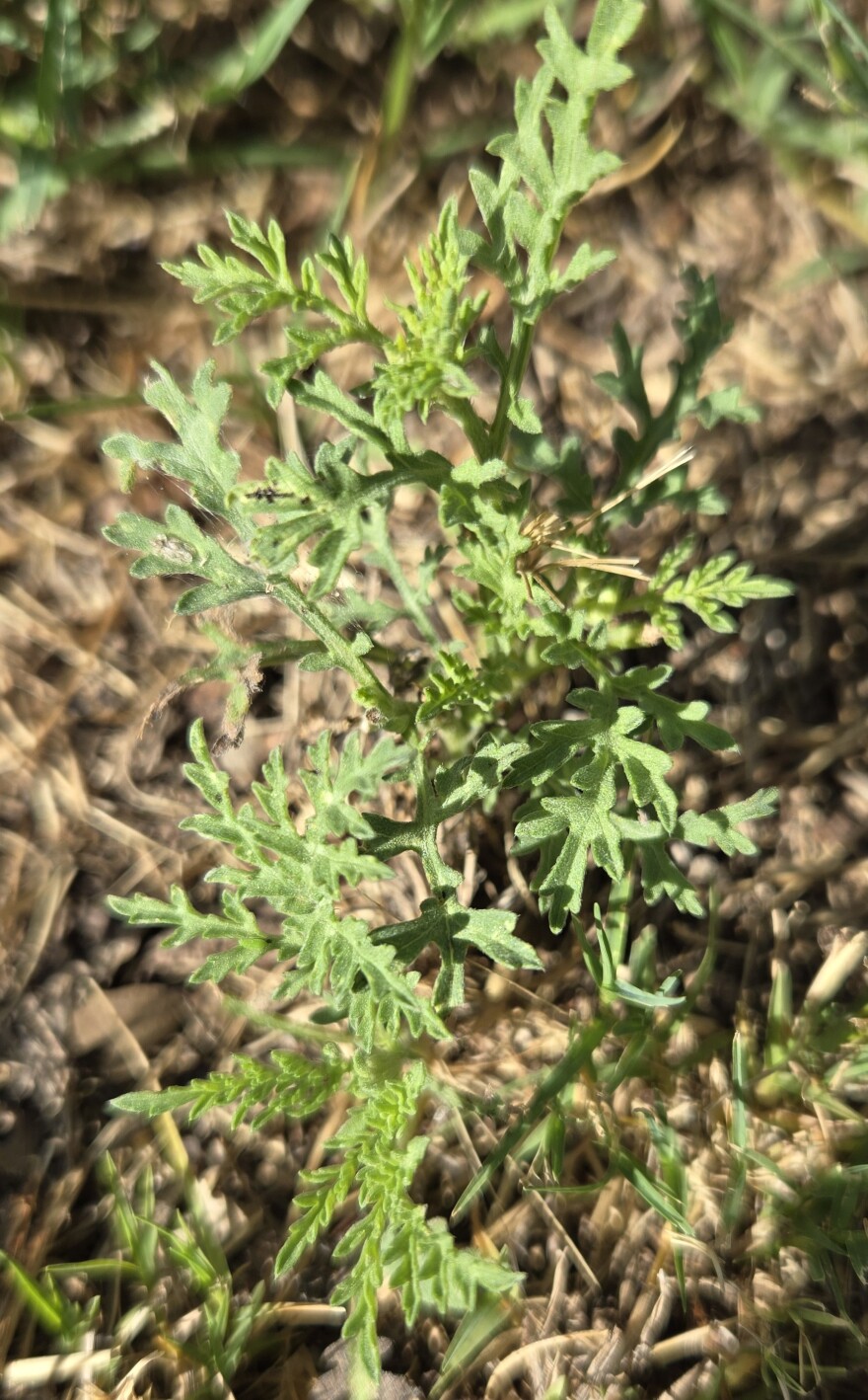 Tiny ragweed, like this tiny one in West Bexar County, can grow three to 10 feet tall and spew a lot of pollen into the air.