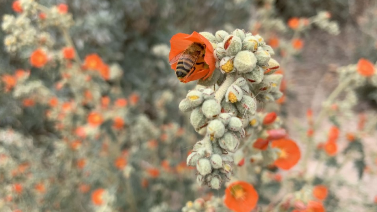 Looking ahead to spring in the garden in Las Vegas - Vimarsana News
