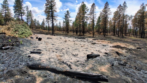 Charred logs and pale, heavily burned soil in a forested area affected by the Ferris Fire, with standing trees in the background.