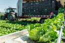 Tractor with production line for harvest lettuce automatically. Lettuce iceberg picking machine on the field in farm.