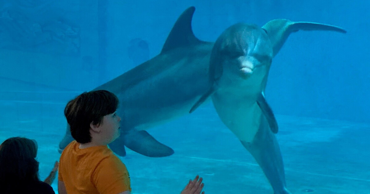 Clearwater Marine Aquarium reopens after a hurricane double-whammy | WUSF