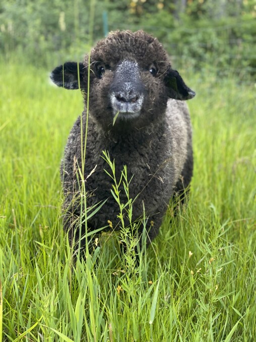 46th Annual New Hampshire Sheep and Wool Festival New Hampshire Public Radio