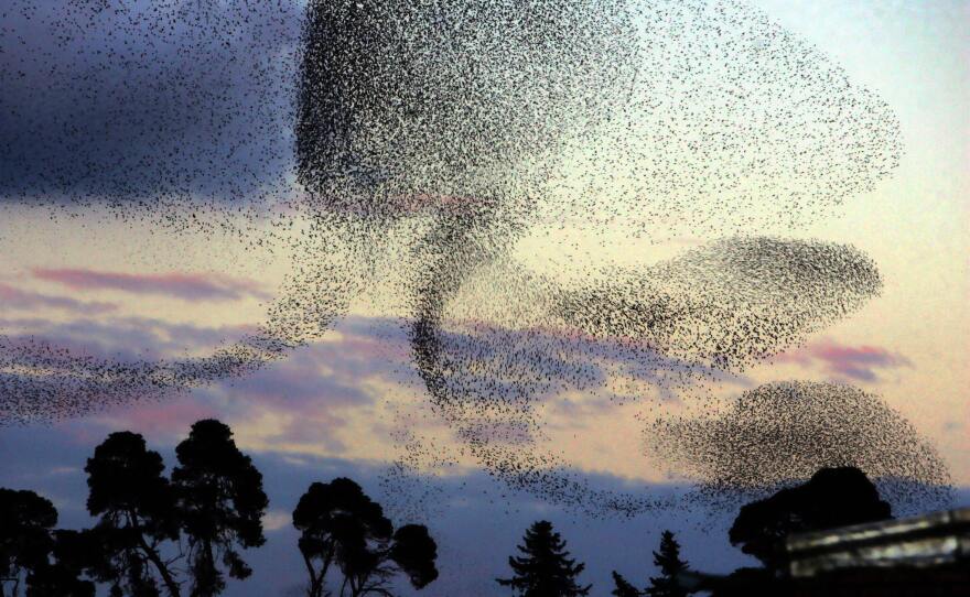 A large flock of starlings flies over a park at sunset in Algiers, Algeria, in 2006. Millions of birds migrate every year, arriving from Europe and crossing into Africa.