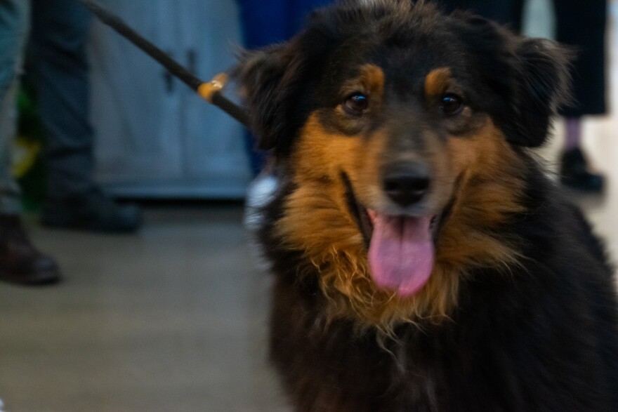 Rose, one of 43 Australian Shepherds seized from the home in DeKalb County Monday night. The dogs were transported to Humane Fort Wayne where they were all immediately vaccinated and received fresh food and water before being assessed the next day.