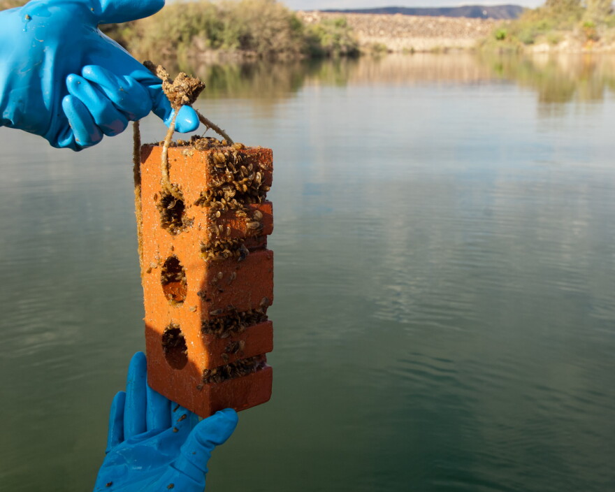 Adult quagga mussels attached to a brick. The Idaho State Department of Agriculture is aggressively working to beat back a quagga mussel infestation in the mid-Snake River.
