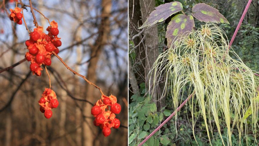Bittersweet (left) and Virgin's bower (right)