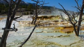 Yellowstone, Mammoth, hot springs