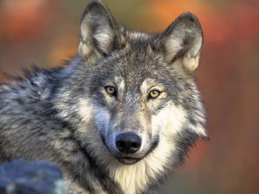 The U.S. Fish and Wildlife Service will propose lifting protections on the gray wolf, seen here in 2008. The species' status under the Endangered Species Act has been contested for years.