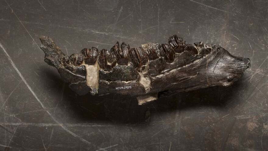 A fossilized lower jaw and teeth.