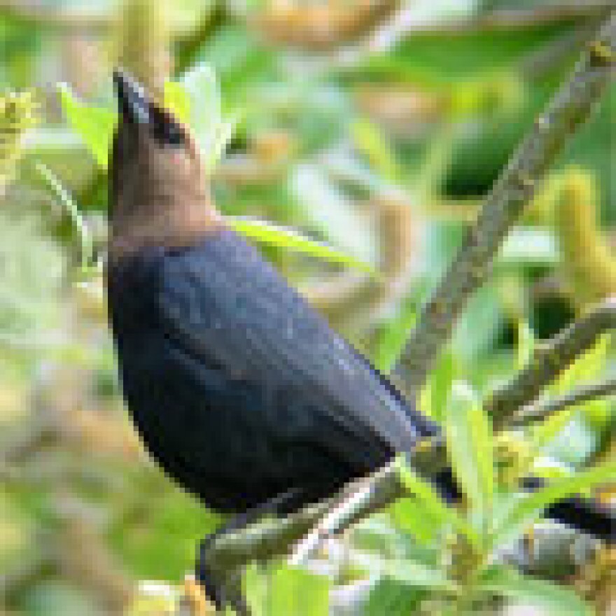 Brown-headed Cowbird