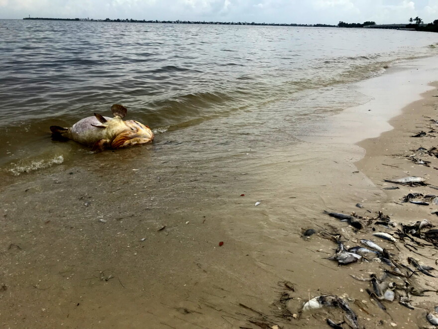 Dead Goliath Grouper on the Sanibel Causeway
