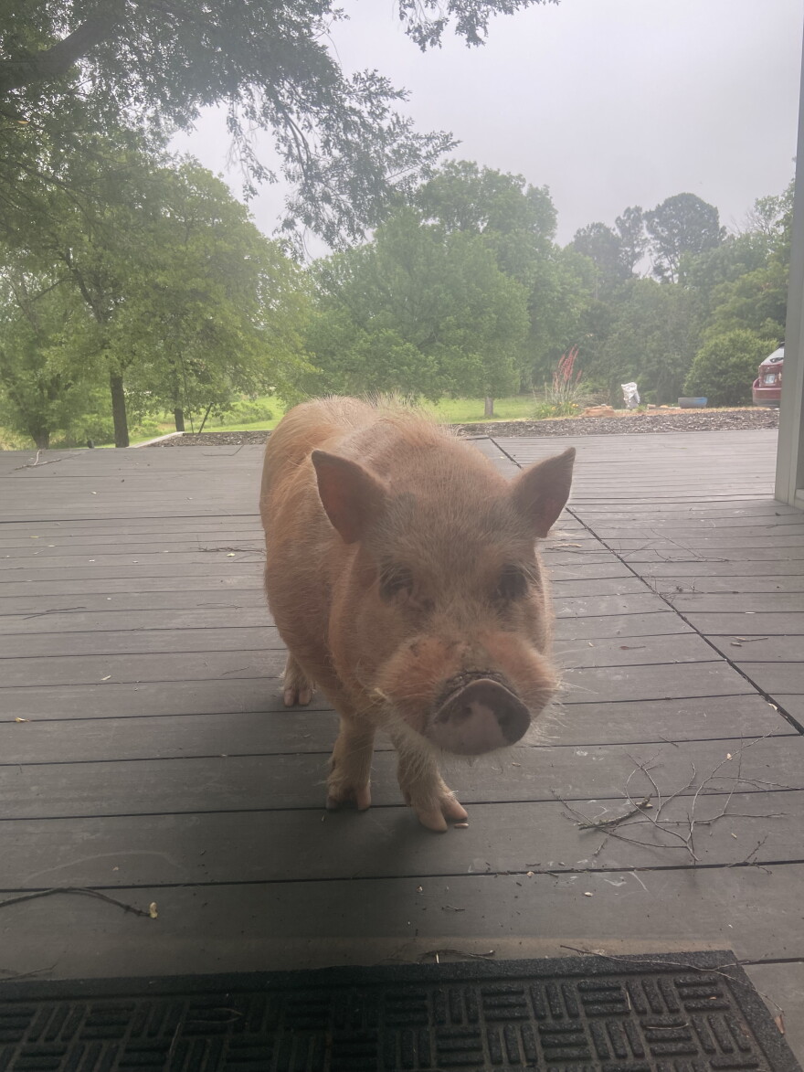 A pig stares in through Rachel Hopkin's patio door