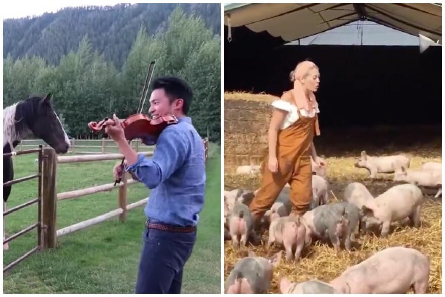 Ray Chen and Fleur de Bray serenade local animals