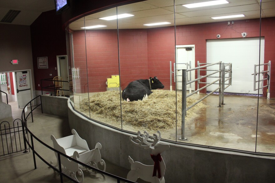 The amphitheater where visitors can watch cows give birth.