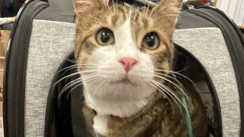 The cat in the backpack activity was highlighted in an Oregon State University study of how cat training activities can help kids with developmental disabilities.