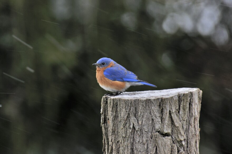 male_eastern_bluebird_bs17005_4-4.jpg